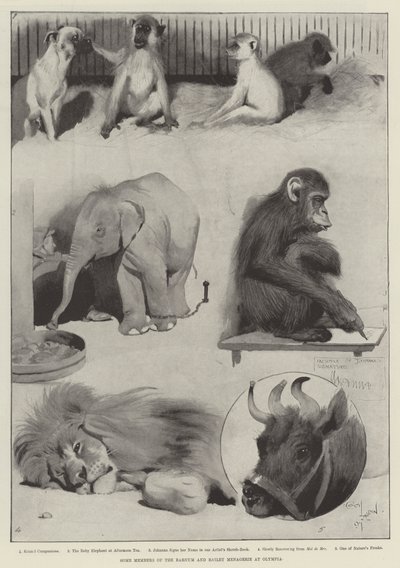Some Members of the Barnum and Bailey Menagerie at Olympia by Cecil Charles Windsor Aldin